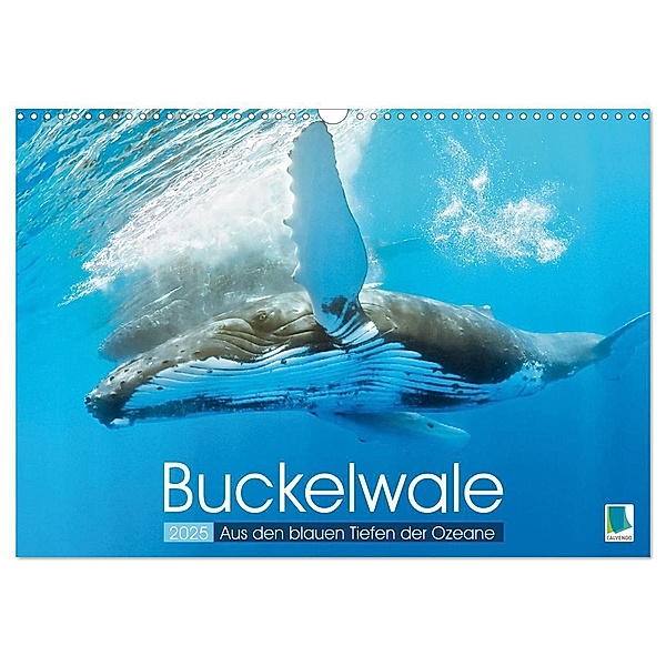 Buckelwale: Aus den blauen Tiefen der Ozeane (Wandkalender 2025 DIN A3 quer), CALVENDO Monatskalender, Calvendo