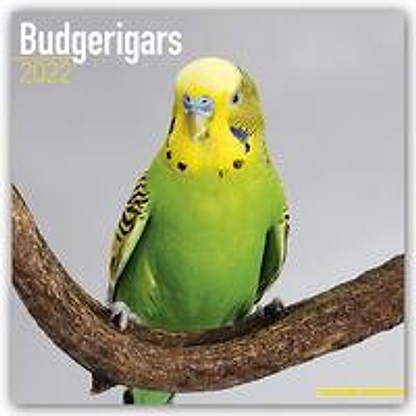 Budgerigars - Wellensittiche 2022 - 16-Monatskalender, Avonside Publishing Ltd