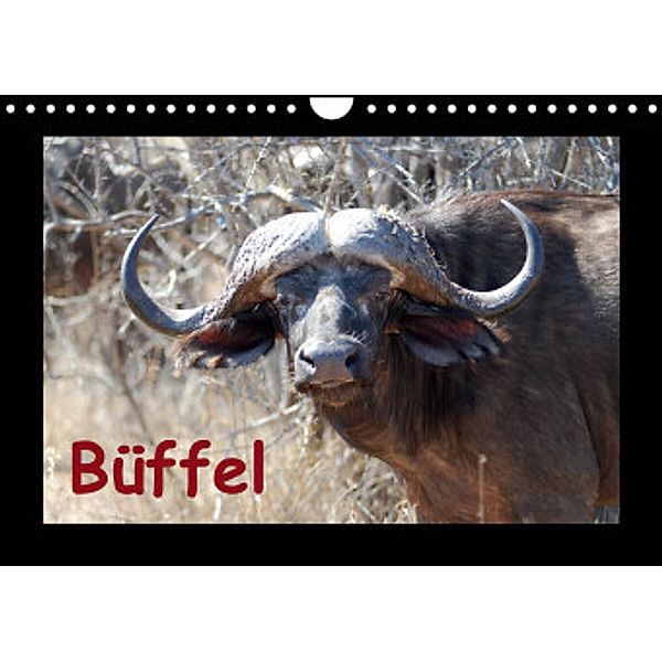 Büffel (Wandkalender 2022 DIN A4 quer), Britta Ohm
