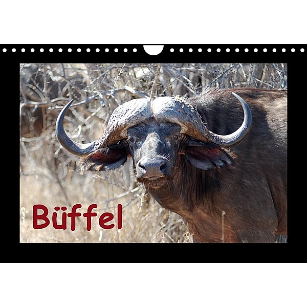 Büffel (Wandkalender 2023 DIN A4 quer), Britta Ohm