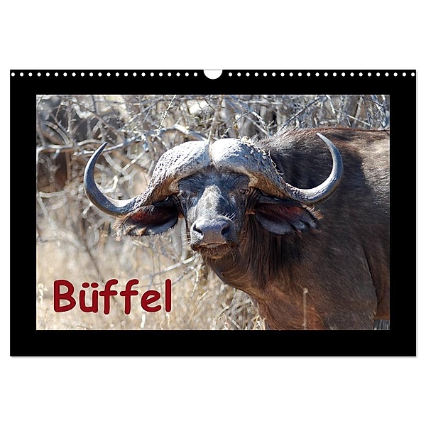 Büffel (Wandkalender 2024 DIN A3 quer), CALVENDO Monatskalender, Britta Ohm