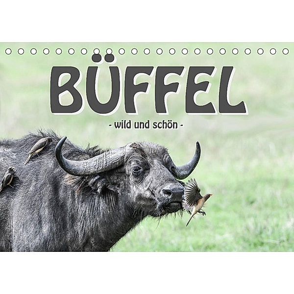 Büffel - wild und schön (Tischkalender 2023 DIN A5 quer), Robert Styppa