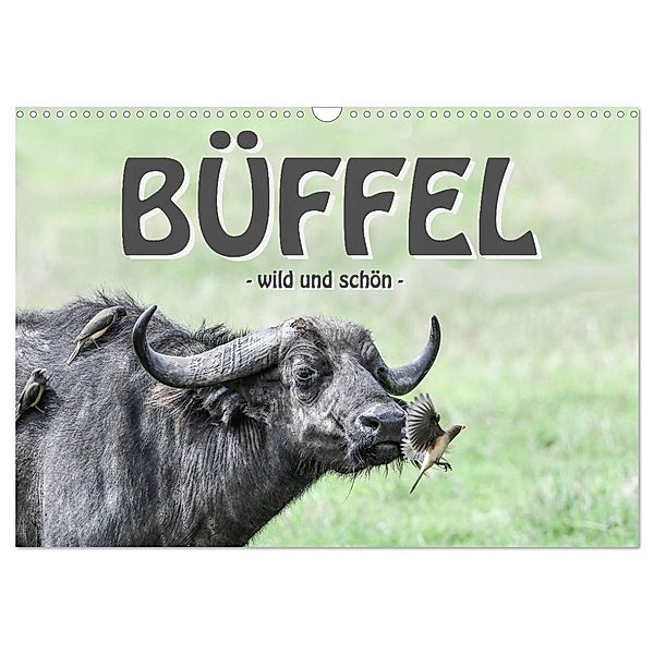Büffel - wild und schön (Wandkalender 2024 DIN A3 quer), CALVENDO Monatskalender, Robert Styppa