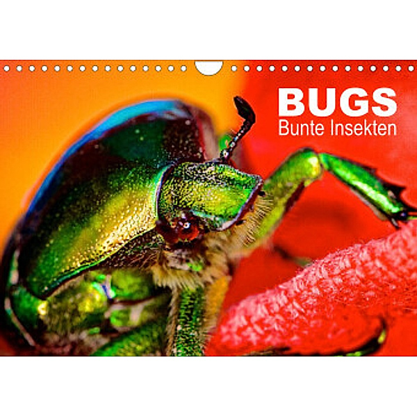 BUGS, Bunte Insekten (Wandkalender 2022 DIN A4 quer), Hannes Bertolini