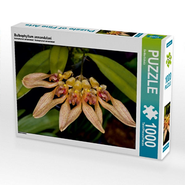 Bulbophyllum annandalaei (Puzzle), Eerika Schulz