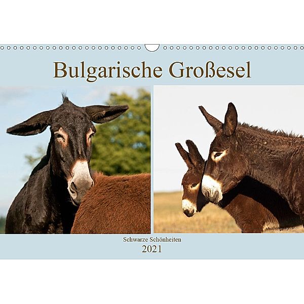 Bulgarische Großesel - Schwarze Schönheiten (Wandkalender 2021 DIN A3 quer), Meike Bölts