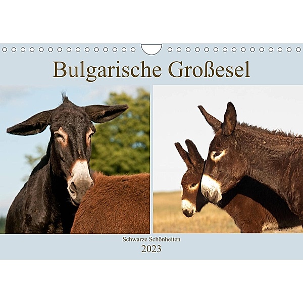 Bulgarische Großesel - Schwarze Schönheiten (Wandkalender 2023 DIN A4 quer), Meike Bölts
