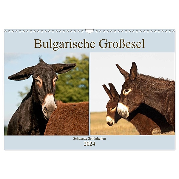 Bulgarische Großesel - Schwarze Schönheiten (Wandkalender 2024 DIN A3 quer), CALVENDO Monatskalender, Meike Bölts