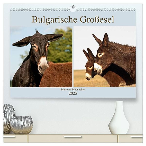 Bulgarische Großesel - Schwarze Schönheiten (hochwertiger Premium Wandkalender 2025 DIN A2 quer), Kunstdruck in Hochglanz, Calvendo, Meike Bölts