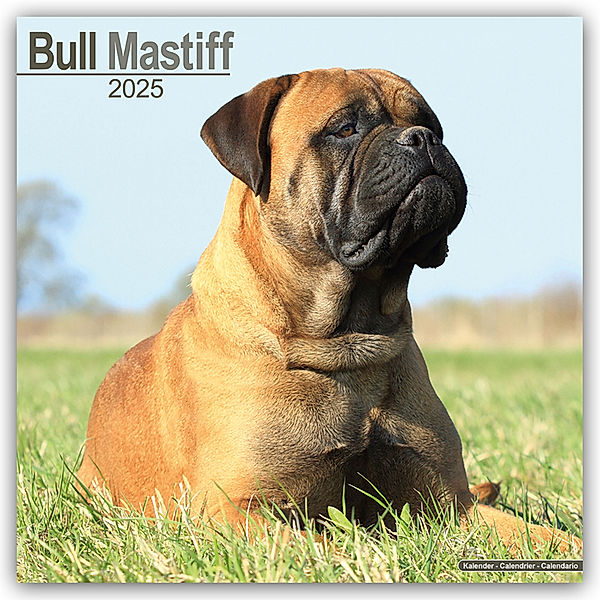 Bull Mastiff 2025 - 16-Monatskalender, Avonside Publishing Ltd