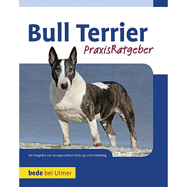Bull Terrier, Bethany Gibson
