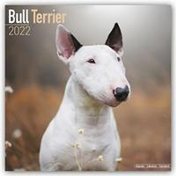 Bull Terrier - Bull Terrier 2022 - 16-Monatskalender, Avonside Publishing Ltd