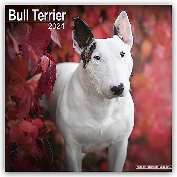 Bull Terrier - Bull Terrier 2024 - 16-Monatskalender, Avonside Publishing Ltd
