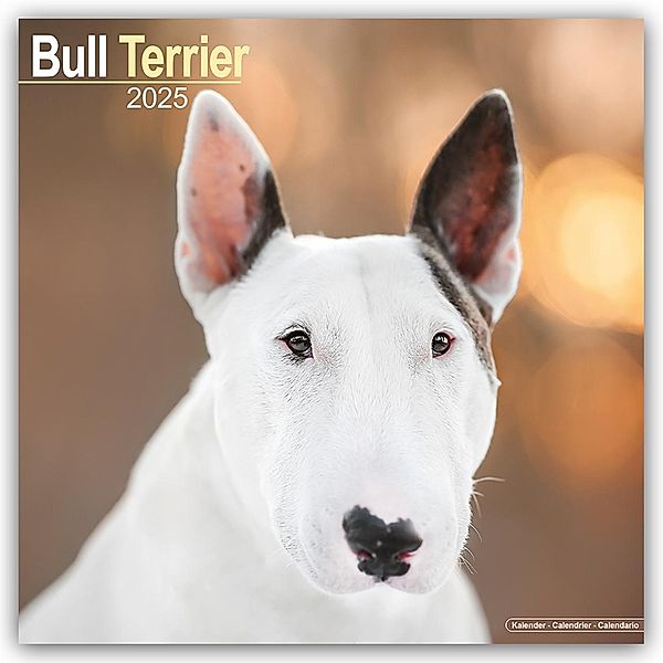 Bull Terrier - Bull Terrier 2025 - 16-Monatskalender, Avonside Publishing Ltd