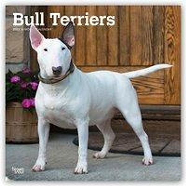 Bull Terriers - Bull Terrier 2021 - 16-Monatskalender mit freier DogDays-App, Bull Terriers - Bull Terrier 2021