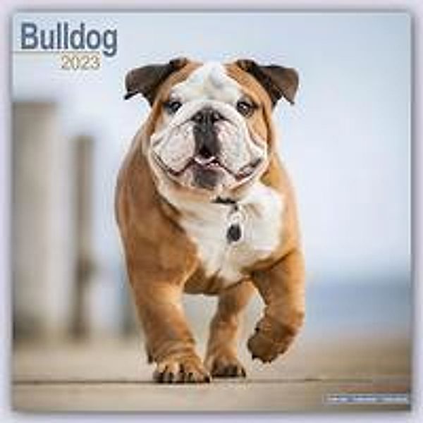 Bulldog - Bulldoggen 2023 - 16-Monatskalender
