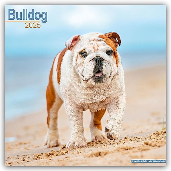 Bulldog - Bulldoggen 2025 - 16-Monatskalender, Avonside Publishing Ltd