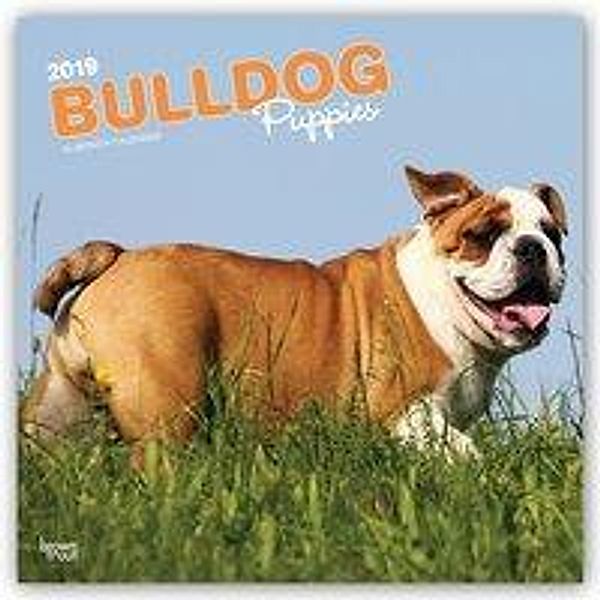 Bulldog Puppies - Bulldoggen Welpen 2019 - 18-Monatskalender