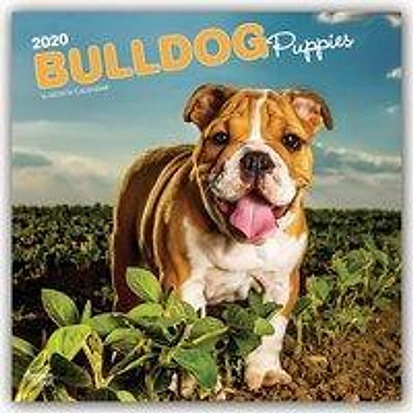 Bulldog Puppies - Bulldoggen Welpen 2020, BrownTrout Publisher