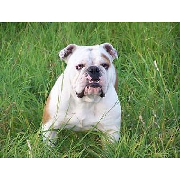 Bulldogge - 2.000 Teile (Puzzle)