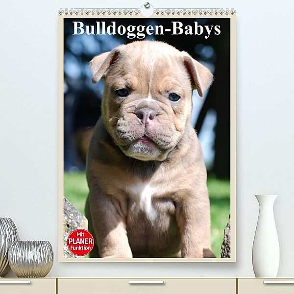 Bulldoggen-Babys (Premium, hochwertiger DIN A2 Wandkalender 2023, Kunstdruck in Hochglanz), Elisabeth Stanzer