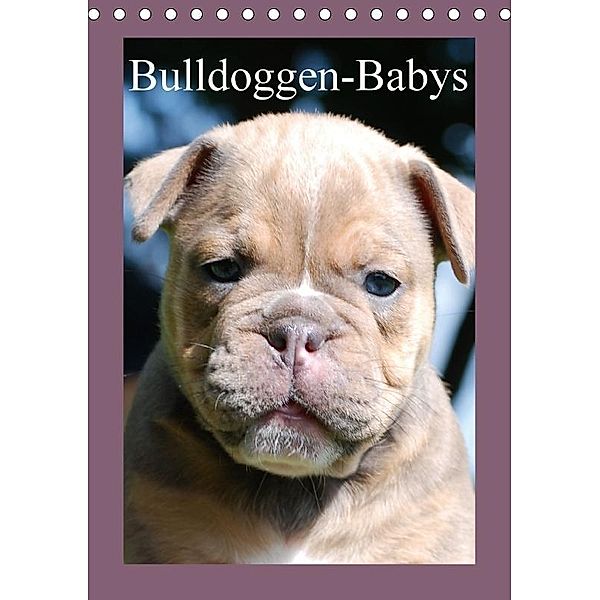 Bulldoggen-Babys (Tischkalender 2017 DIN A5 hoch), Elisabeth Stanzer