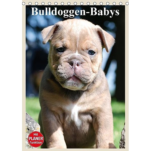 Bulldoggen-Babys (Tischkalender 2017 DIN A5 hoch), Elisabeth Stanzer