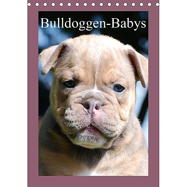 Bulldoggen-Babys (Tischkalender 2021 DIN A5 hoch), Elisabeth Stanzer