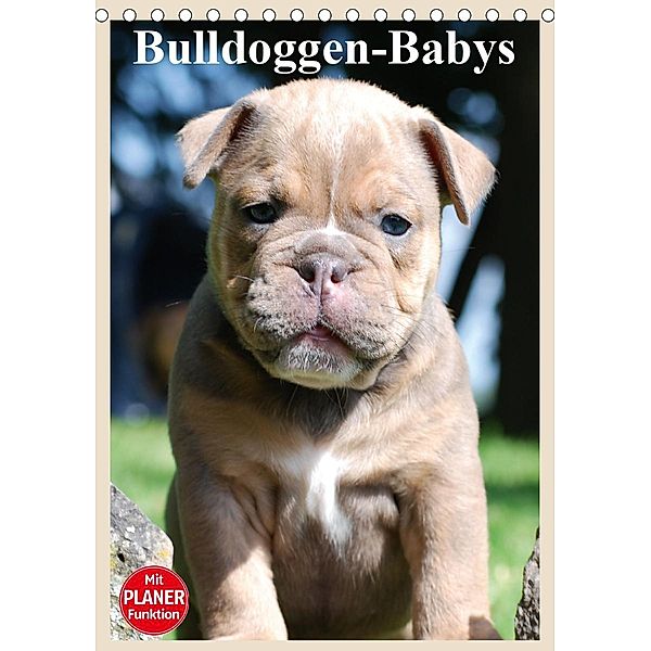 Bulldoggen-Babys (Tischkalender 2021 DIN A5 hoch), Elisabeth Stanzer