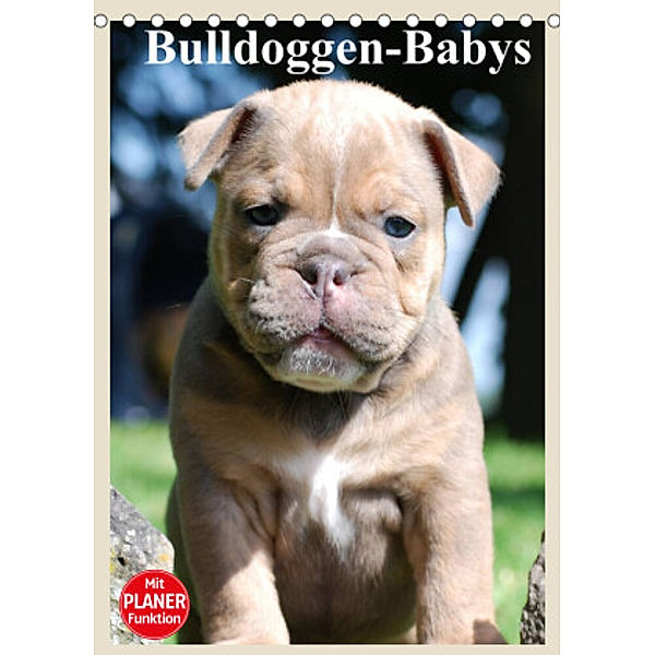 Bulldoggen-Babys (Tischkalender 2022 DIN A5 hoch), Elisabeth Stanzer