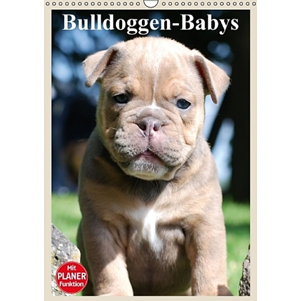 Bulldoggen-Babys (Wandkalender 2016 DIN A3 hoch), Elisabeth Stanzer