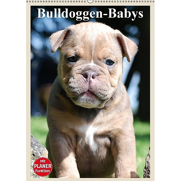 Bulldoggen-Babys (Wandkalender 2017 DIN A2 hoch), Elisabeth Stanzer