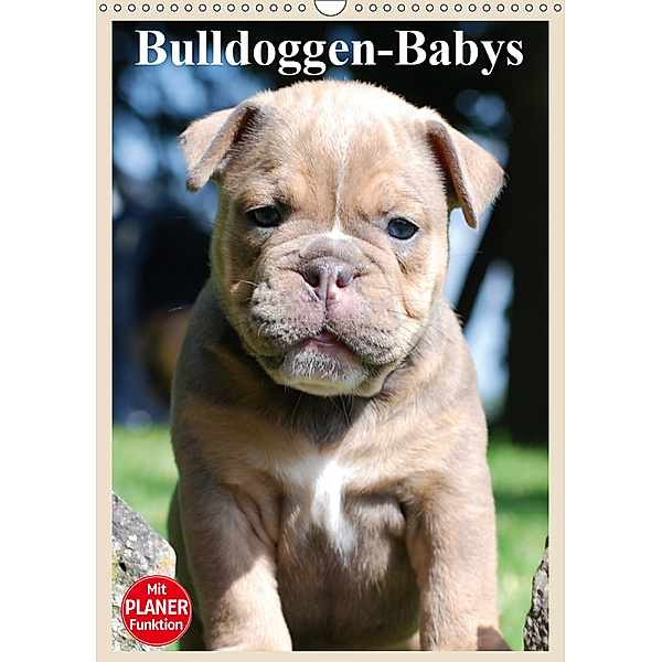 Bulldoggen-Babys (Wandkalender 2019 DIN A3 hoch), Elisabeth Stanzer