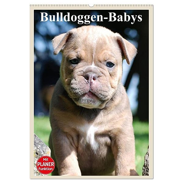 Bulldoggen-Babys (Wandkalender 2024 DIN A2 hoch), CALVENDO Monatskalender, Elisabeth Stanzer