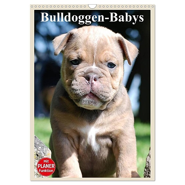 Bulldoggen-Babys (Wandkalender 2024 DIN A3 hoch), CALVENDO Monatskalender, Elisabeth Stanzer