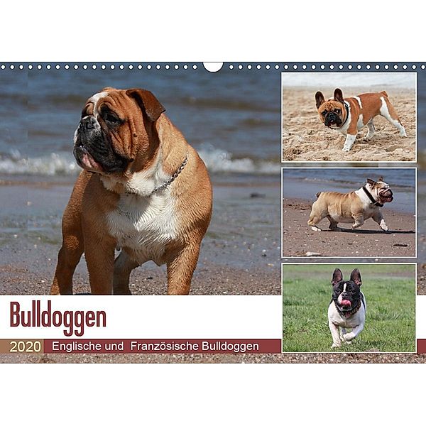 Bulldoggen - Englische und Französische Bulldoggen (Wandkalender 2020 DIN A3 quer)