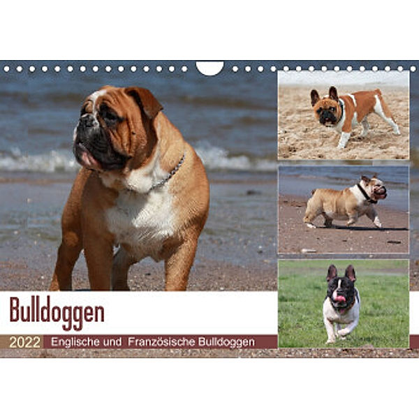 Bulldoggen - Englische und Französische Bulldoggen (Wandkalender 2022 DIN A4 quer), Chawera