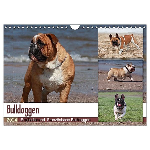 Bulldoggen - Englische und Französische Bulldoggen (Wandkalender 2024 DIN A4 quer), CALVENDO Monatskalender, Chawera