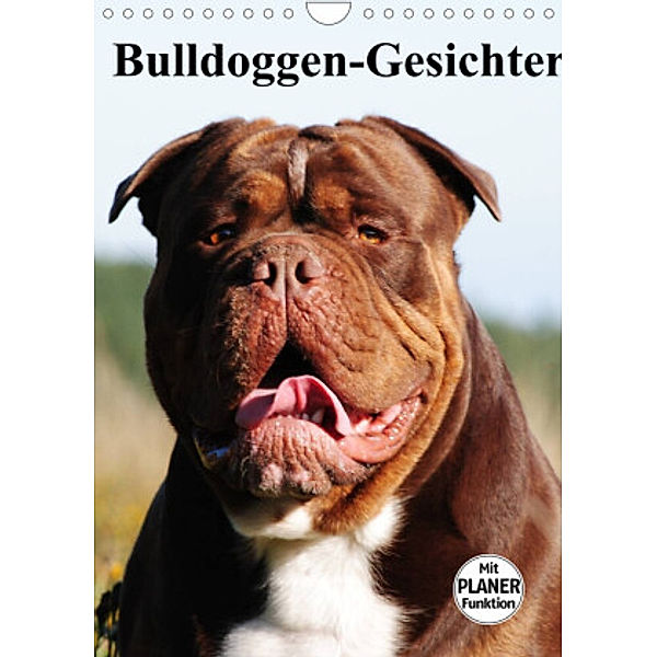 Bulldoggen-Gesichter (Wandkalender 2022 DIN A4 hoch), Elisabeth Stanzer