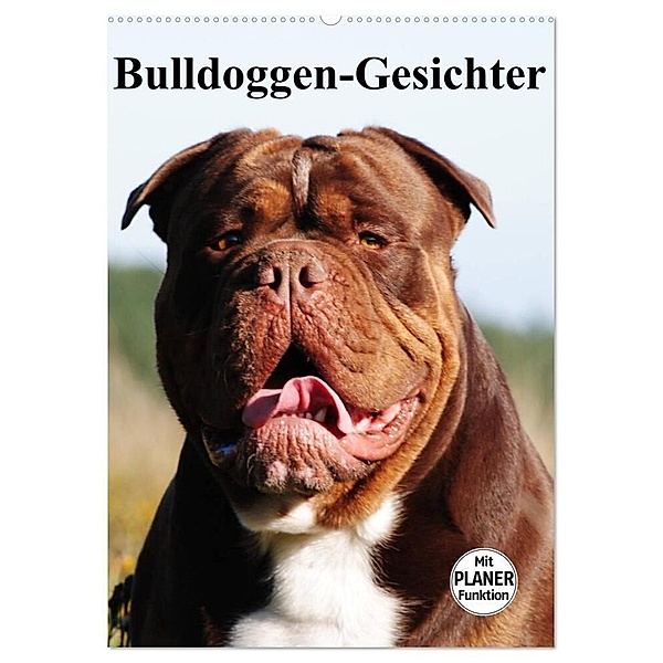 Bulldoggen-Gesichter (Wandkalender 2024 DIN A2 hoch), CALVENDO Monatskalender, Elisabeth Stanzer