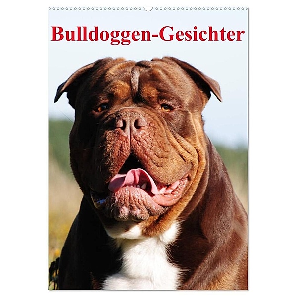 Bulldoggen-Gesichter (Wandkalender 2024 DIN A2 hoch), CALVENDO Monatskalender, Elisabeth Stanzer