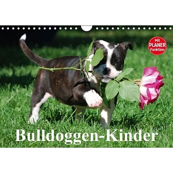 Bulldoggen-Kinder (Wandkalender 2016 DIN A4 quer), Elisabeth Stanzer