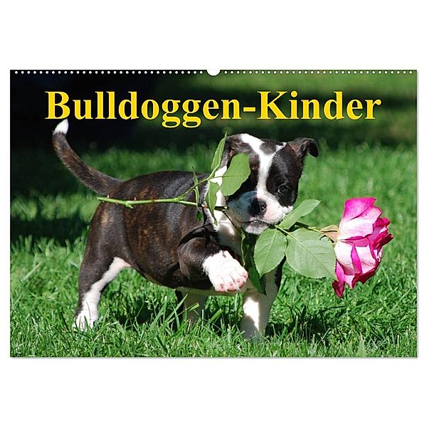 Bulldoggen-Kinder (Wandkalender 2024 DIN A2 quer), CALVENDO Monatskalender, Elisabeth Stanzer