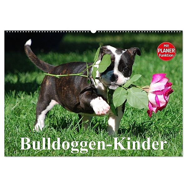 Bulldoggen-Kinder (Wandkalender 2024 DIN A2 quer), CALVENDO Monatskalender, Elisabeth Stanzer