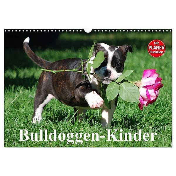 Bulldoggen-Kinder (Wandkalender 2024 DIN A3 quer), CALVENDO Monatskalender, Elisabeth Stanzer
