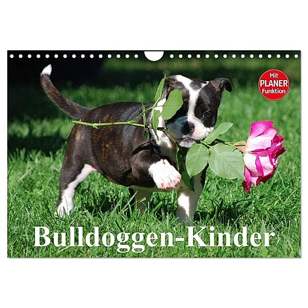 Bulldoggen-Kinder (Wandkalender 2024 DIN A4 quer), CALVENDO Monatskalender, Elisabeth Stanzer