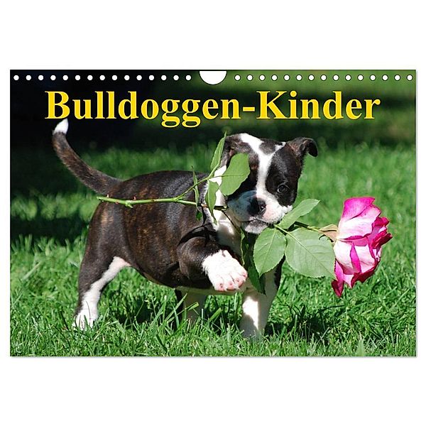 Bulldoggen-Kinder (Wandkalender 2024 DIN A4 quer), CALVENDO Monatskalender, Elisabeth Stanzer