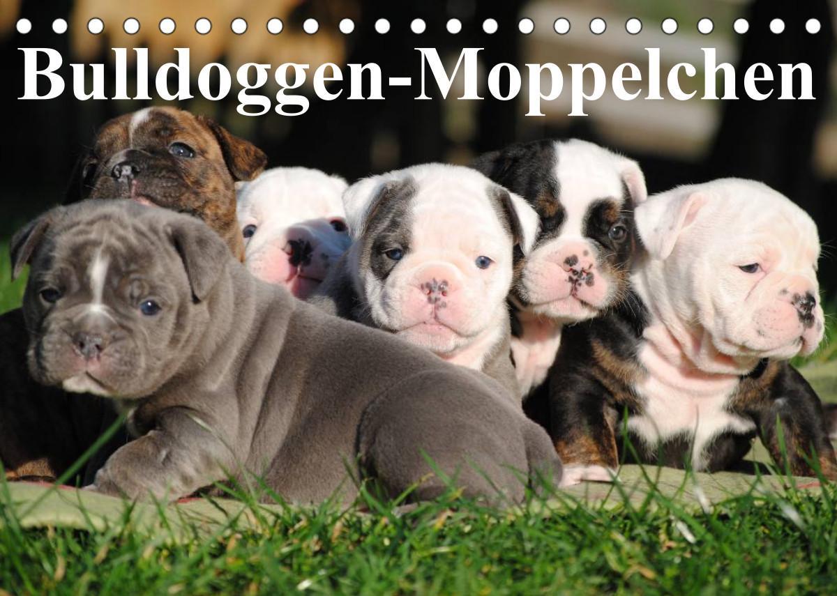 Bulldoggen-Moppelchen (Tischkalender 2023 DIN A5 quer)