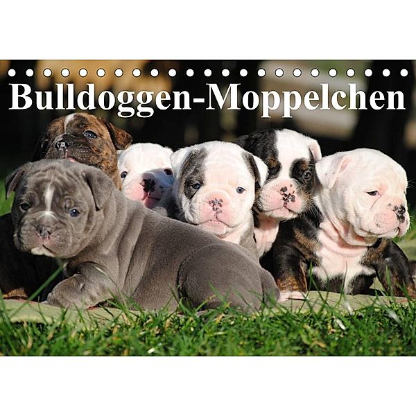 Bulldoggen-Moppelchen (Tischkalender 2023 DIN A5 quer), Elisabeth Stanzer