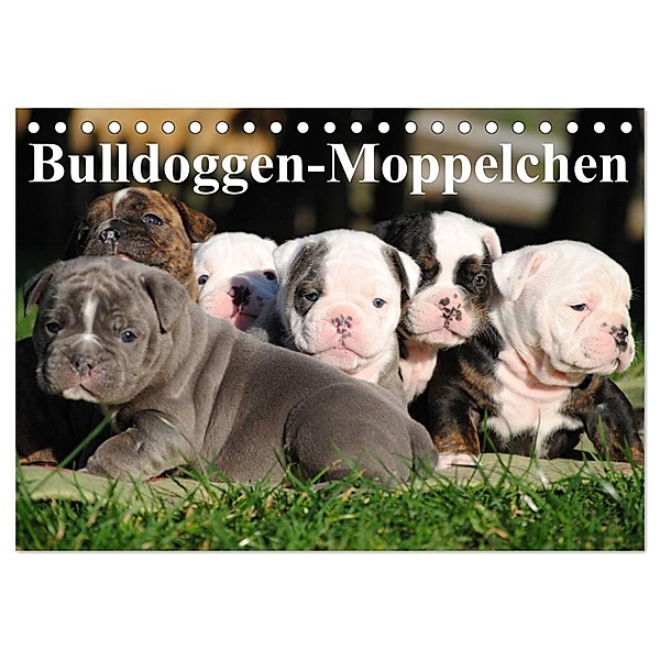 Bulldoggen-Moppelchen (Tischkalender 2024 DIN A5 quer), CALVENDO Monatskalender, Elisabeth Stanzer